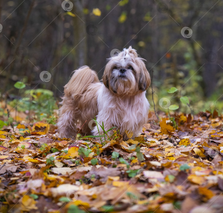 Скачать собака ши тцу гуляет фотосток Ozero
