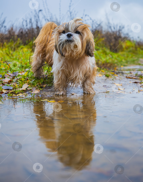 Скачать собака ши тцу фотосток Ozero