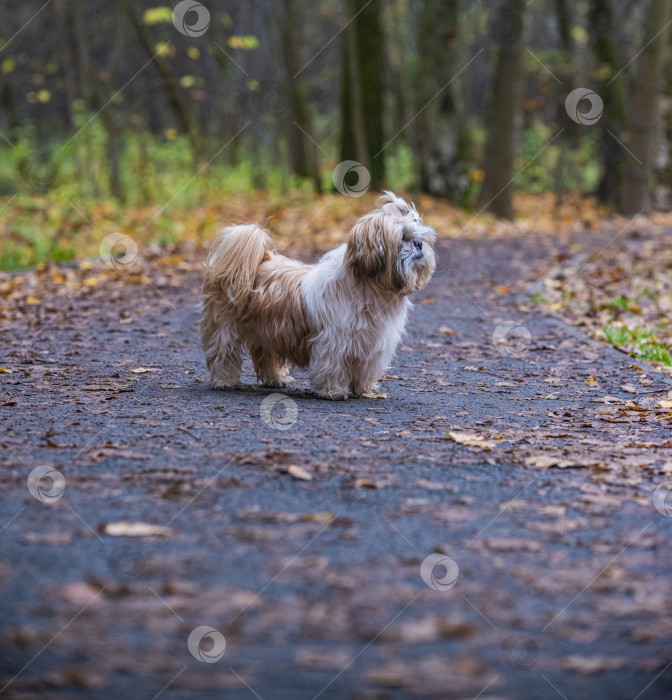 Скачать собака ши тцу стоит на дороге фотосток Ozero