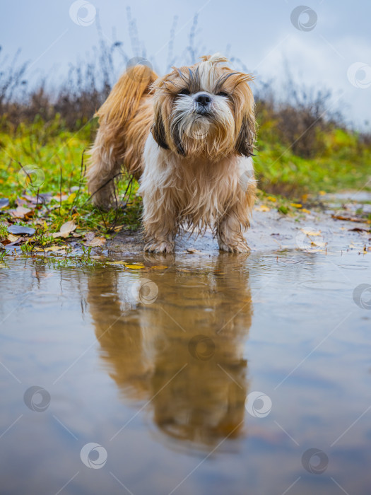 Скачать собака ши тцу стоит возле лужи фотосток Ozero