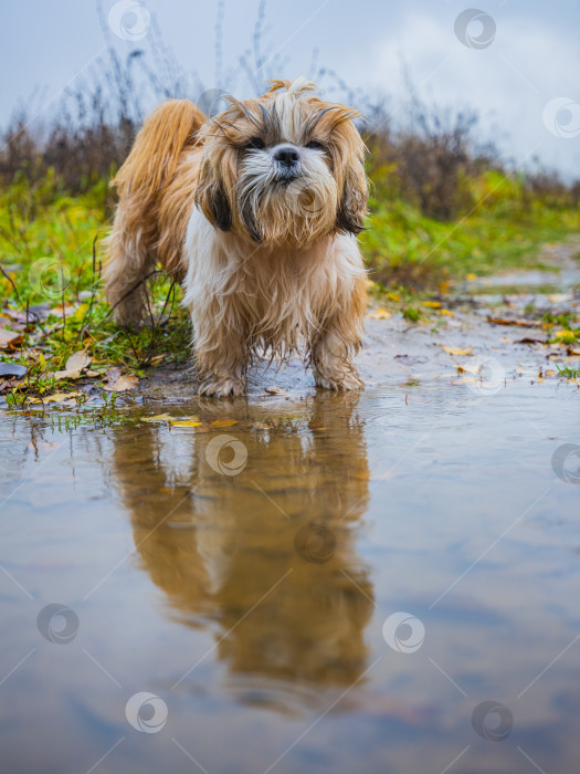 Скачать собака ши-тцу стоит возле лужи фотосток Ozero