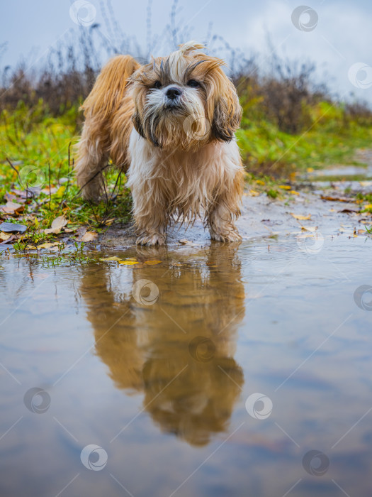 Скачать собака ши тцу фотосток Ozero