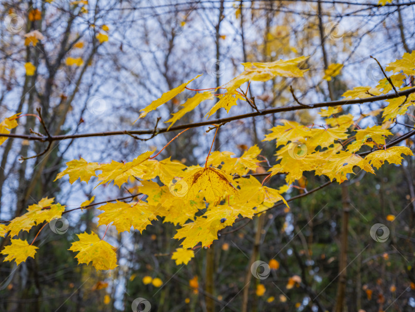 Скачать кленовый лист фотосток Ozero