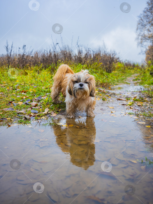 Скачать собака ши тцу стоит возле лужи фотосток Ozero