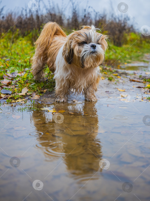 Скачать собака ши тцу стоит фотосток Ozero