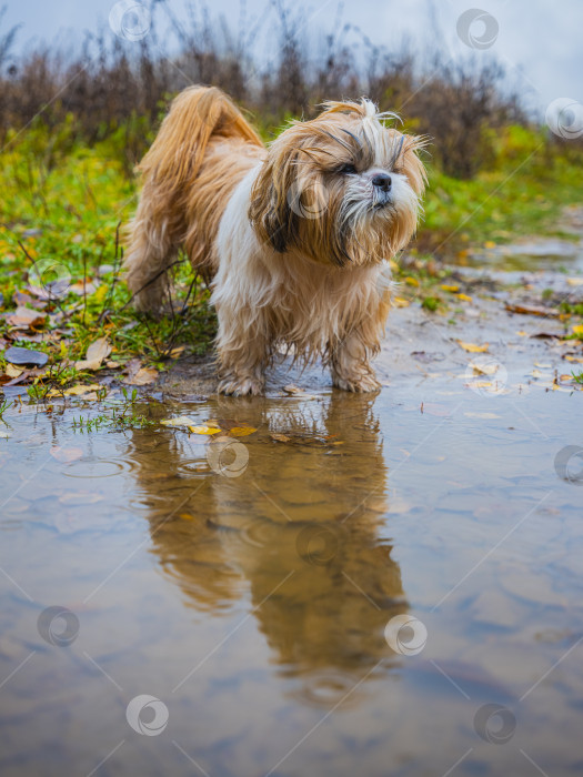 Скачать собака породы ши-тцу фотосток Ozero