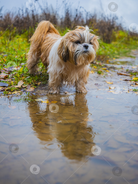 Скачать собака ши-тцу стоит возле лужи фотосток Ozero
