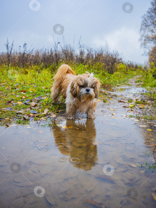 Скачать собака ши тцу фотосток Ozero