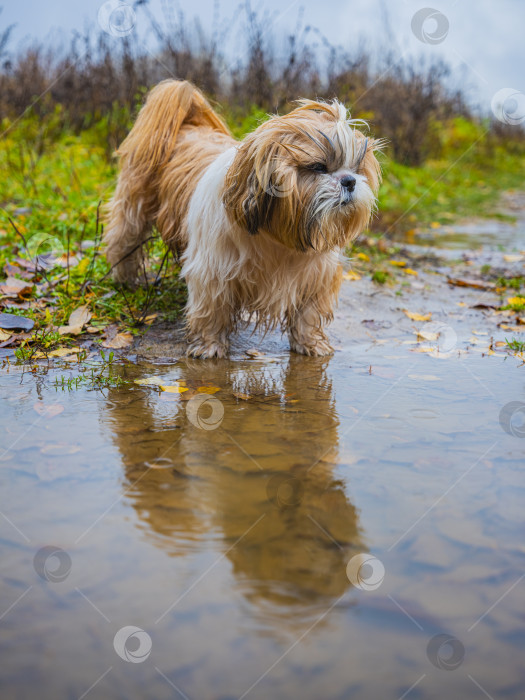 Скачать собака ши тцу фотосток Ozero