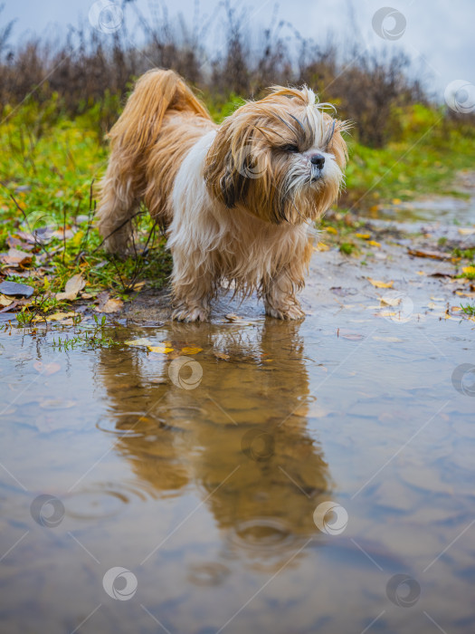 Скачать собака ши тцу стоит возле лужи фотосток Ozero