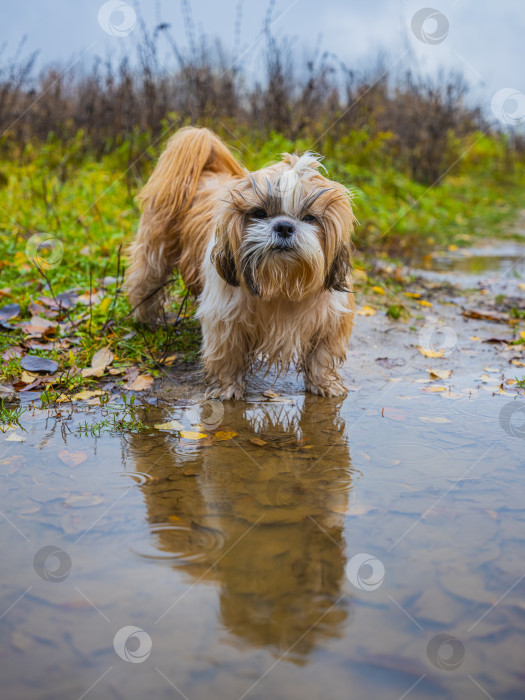 Скачать собака ши тцу стоит возле лужи фотосток Ozero