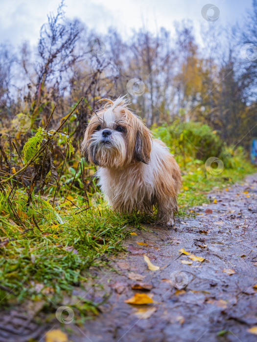 Скачать собака ши тцу бежит фотосток Ozero