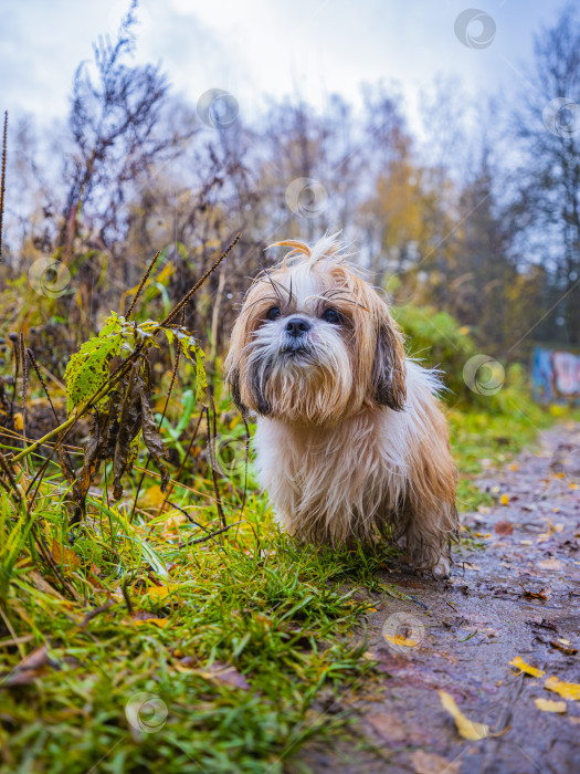 Скачать собака ши тцу стоит на дороге фотосток Ozero