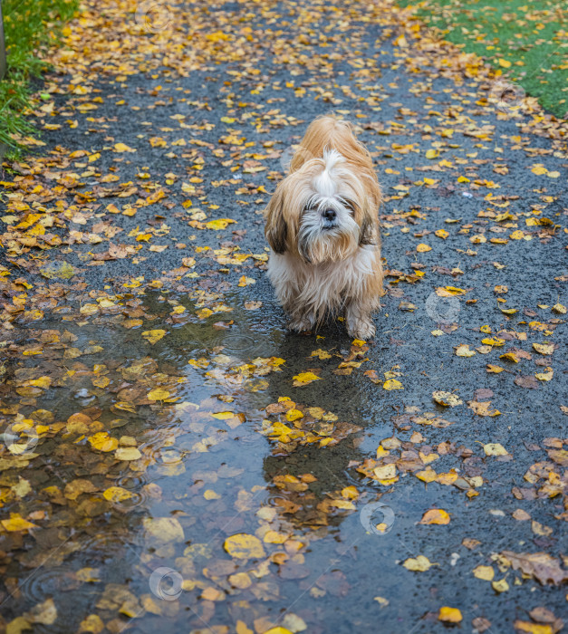 Скачать собака ши тцу стоит на дороге фотосток Ozero