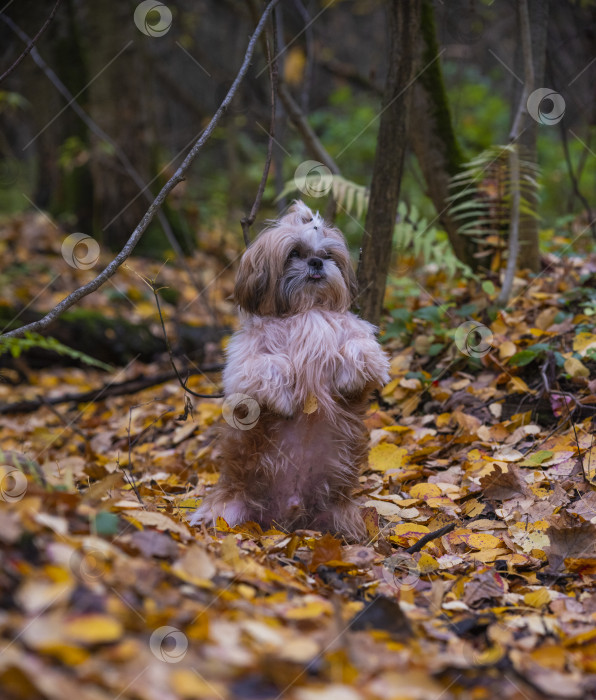 Скачать прогулки с собакой ши-тцу фотосток Ozero