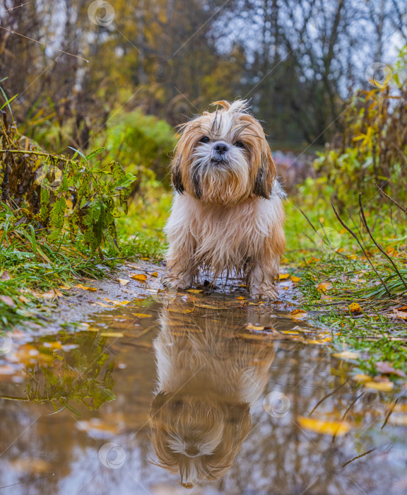 Скачать собака ши тцу фотосток Ozero