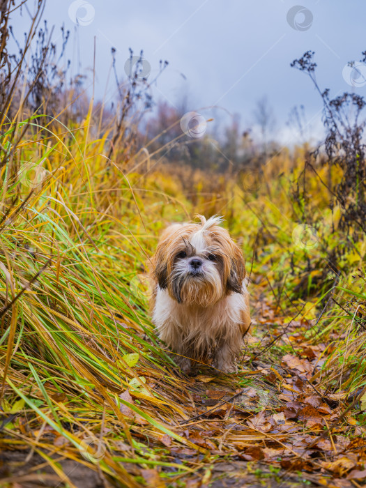 Скачать собака ши тцу бежит по дороге фотосток Ozero
