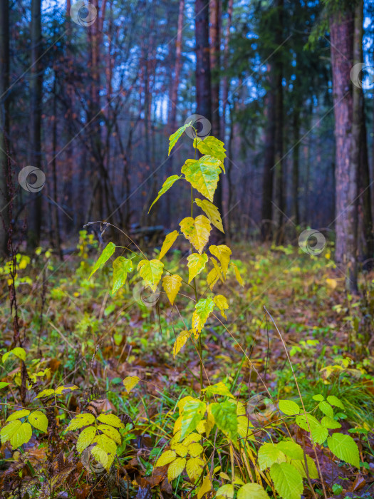 Скачать осенний пейзаж фотосток Ozero