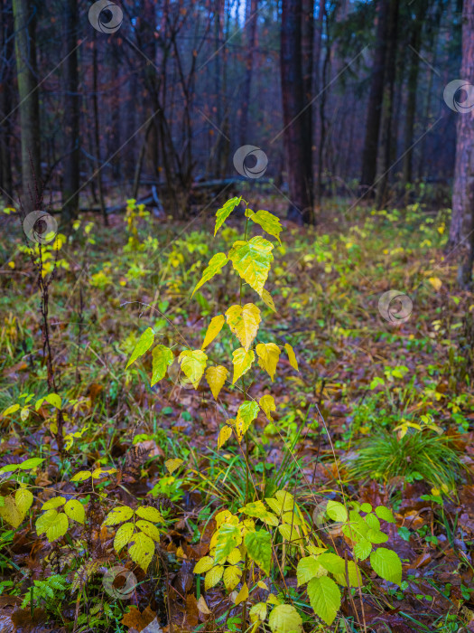 Скачать осенний пейзаж фотосток Ozero