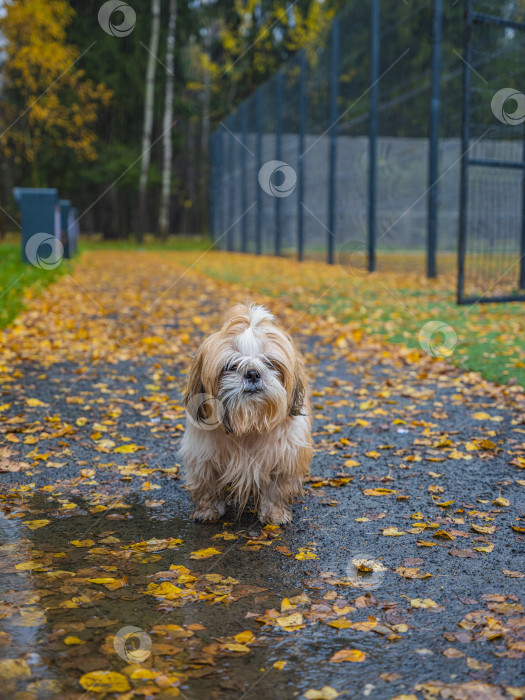 Скачать собака ши тцу фотосток Ozero