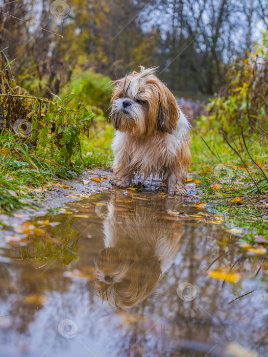 Скачать собака ши тцу стоит возле лужи фотосток Ozero