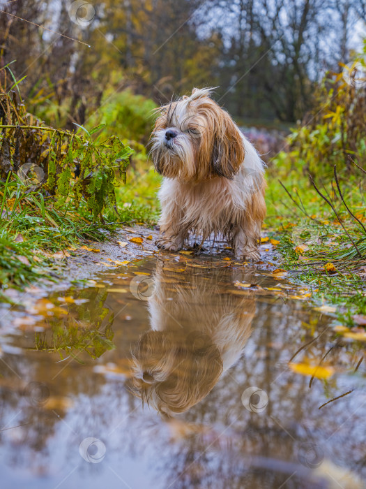 Скачать собака породы ши-тцу фотосток Ozero