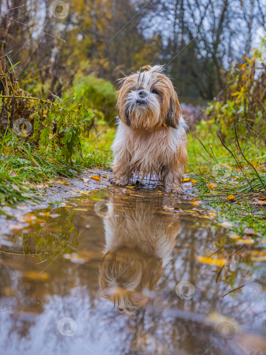 Скачать собака ши-тцу стоит возле лужи фотосток Ozero