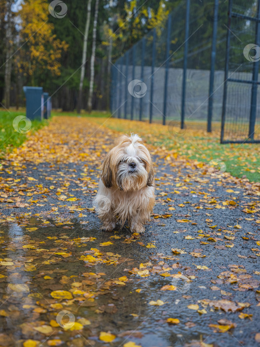 Скачать собака ши-тцу стоит на дороге фотосток Ozero