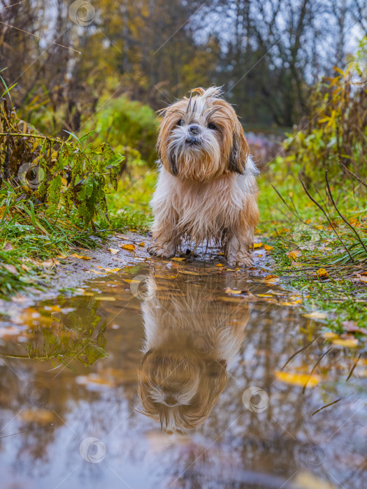 Скачать собака ши тцу стоит возле лужи фотосток Ozero