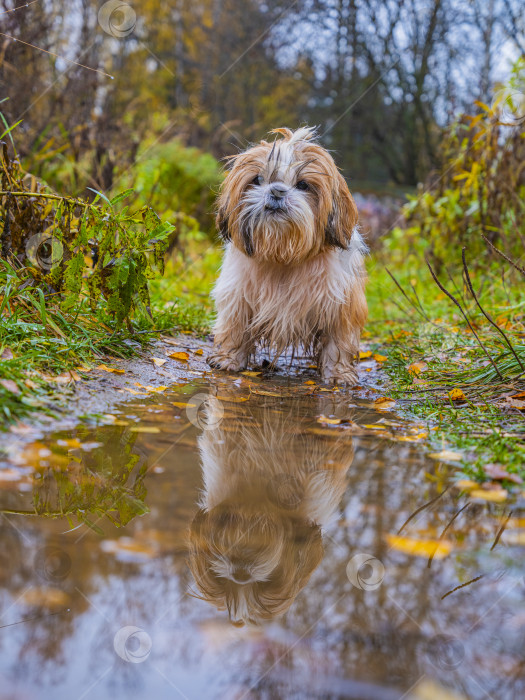 Скачать собака породы ши-тцу фотосток Ozero
