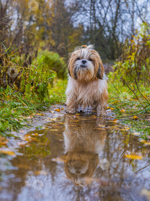Скачать собака ши тцу стоит возле лужи фотосток Ozero