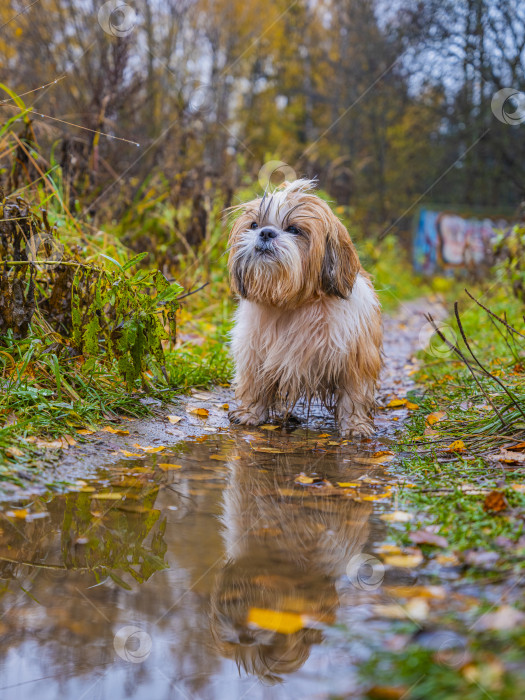 Скачать собака ши тцу фотосток Ozero