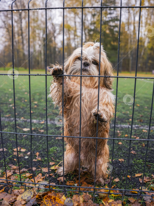 Скачать собака ши тцу стоит возле забора фотосток Ozero