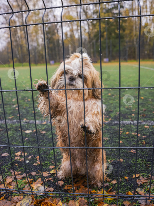 Скачать собака ши-тцу стоит у забора фотосток Ozero