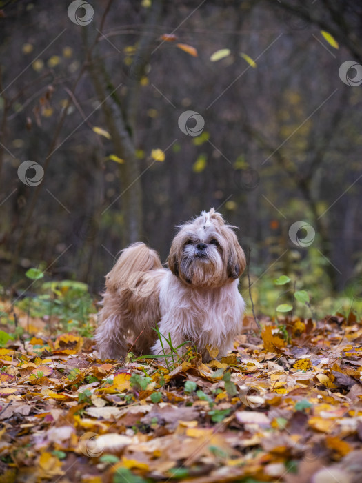 Скачать собака ши тцу гуляет фотосток Ozero