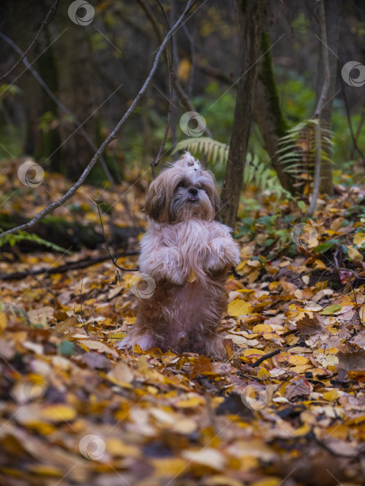 Скачать собака породы ши-тцу фотосток Ozero