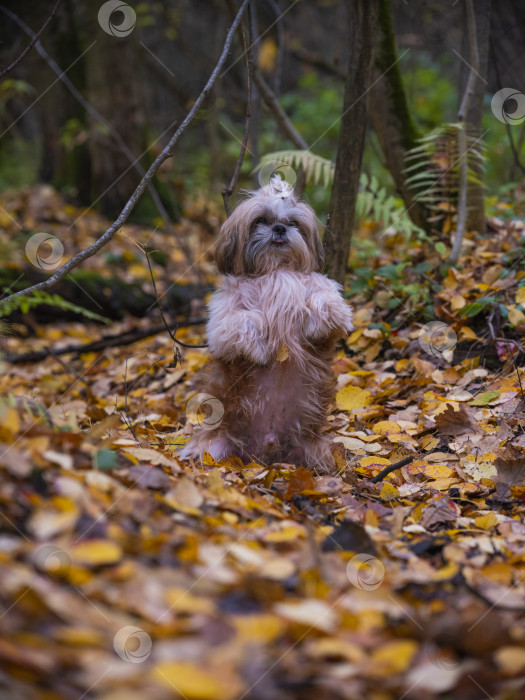 Скачать собака ши тцу фотосток Ozero