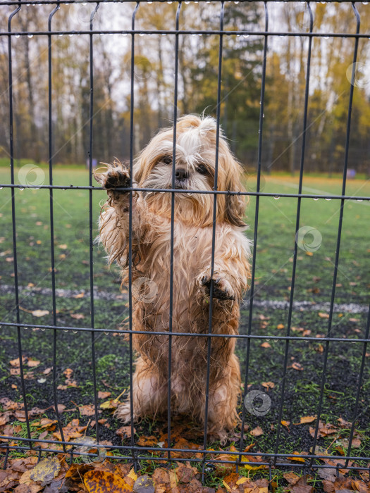 Скачать собака ши тцу стоит возле забора фотосток Ozero