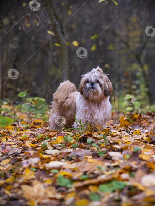Скачать собака ши тцу фотосток Ozero