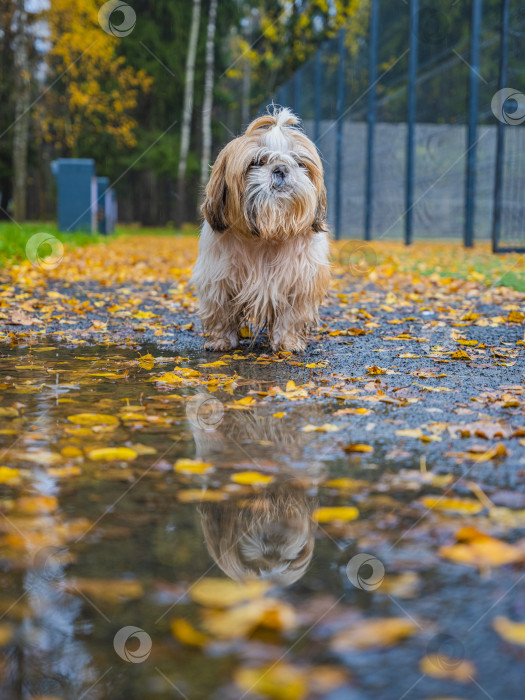 Скачать собака ши тцу стоит возле лужи фотосток Ozero