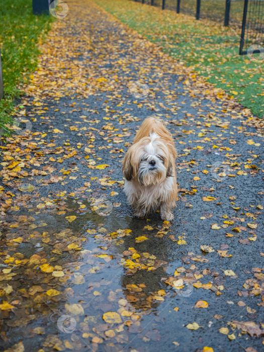 Скачать собака ши тцу фотосток Ozero