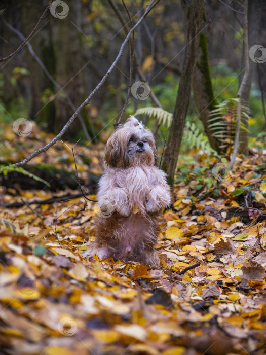 Скачать собака породы ши-тцу фотосток Ozero