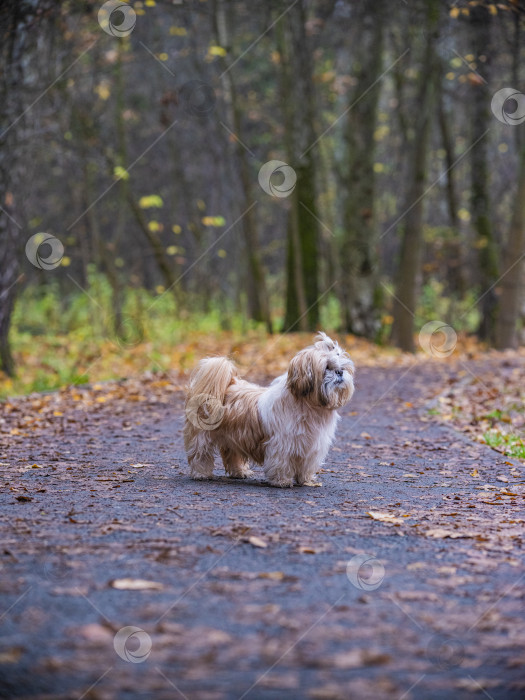 Скачать собака породы ши-тцу фотосток Ozero