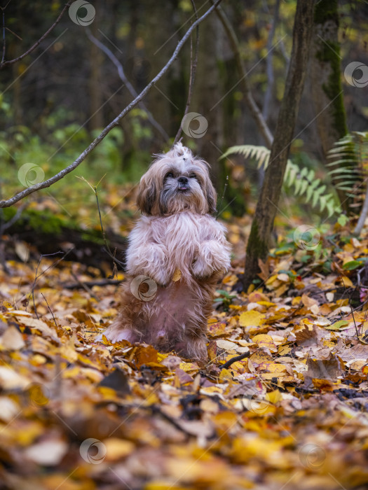 Скачать собака породы ши-тцу фотосток Ozero