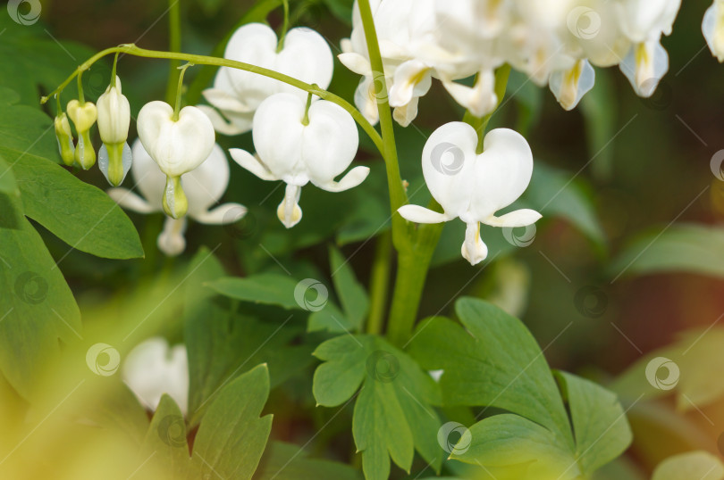 Скачать Дицентра белая Альба (Dicentra spectabilis Alba) - цветение, белые цветы в черном сердечек с крылышками фотосток Ozero