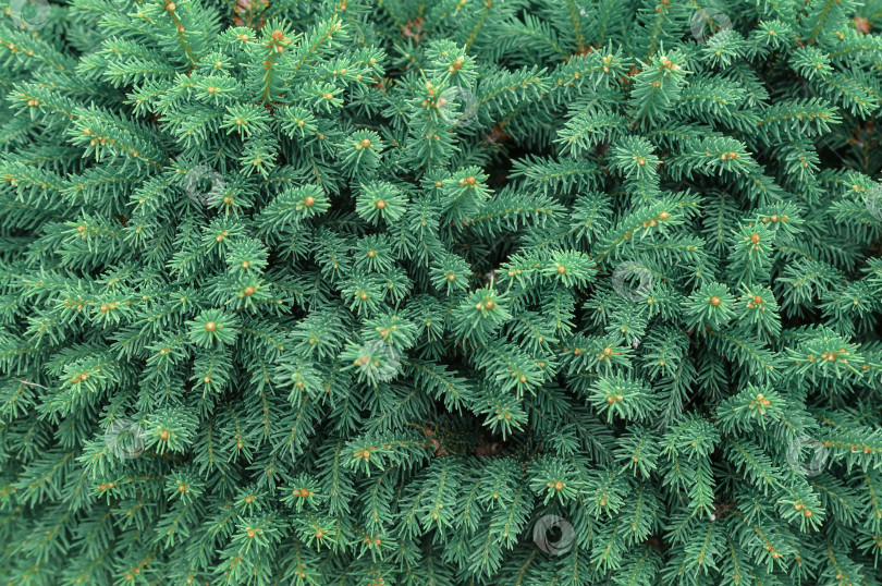 Скачать Ель - фон из плотных пушистых веток фотосток Ozero