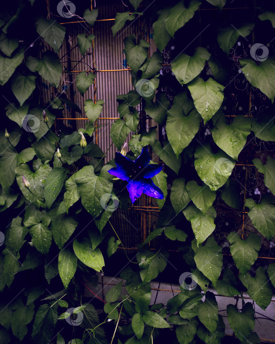 Скачать Цветок вьюнок фотосток Ozero