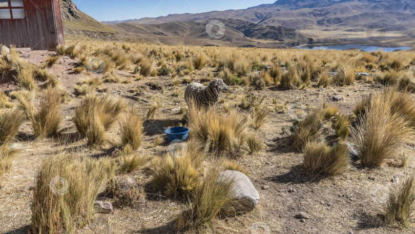 Скачать Альпийское пастбище. Пучки пожелтевшей пампасной травы на сухой почве. фотосток Ozero