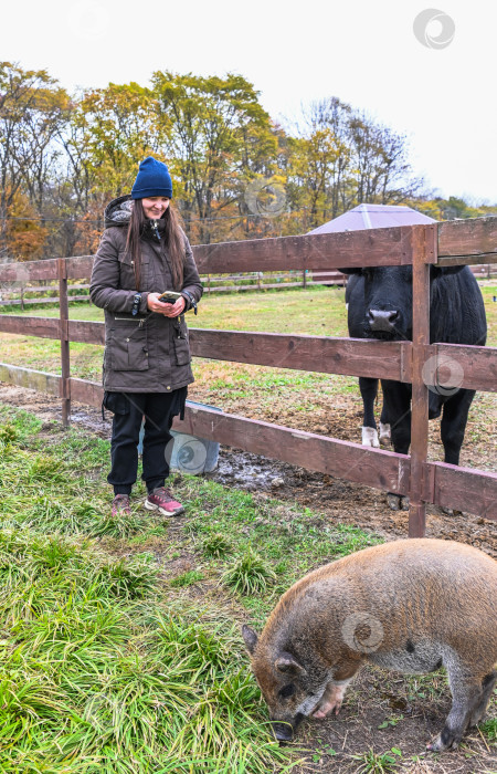 Скачать Русская туристка стоит рядом с домашними животными в осенней сельской местности, держит в руках телефон и улыбается рядом со свиньей и коровой на сельской ферме в России. фотосток Ozero