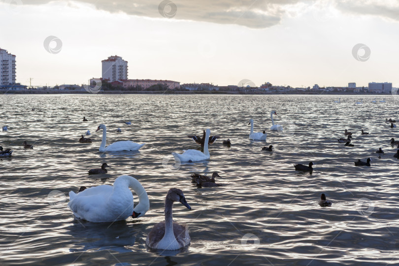 Скачать Лебединое озеро Сасык фотосток Ozero